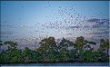 Le delta de Parnaiba abrite de nombreuses ibis rouges qui se regroupent par centaines sur une petite île à la tombé de la nuit. (44)
