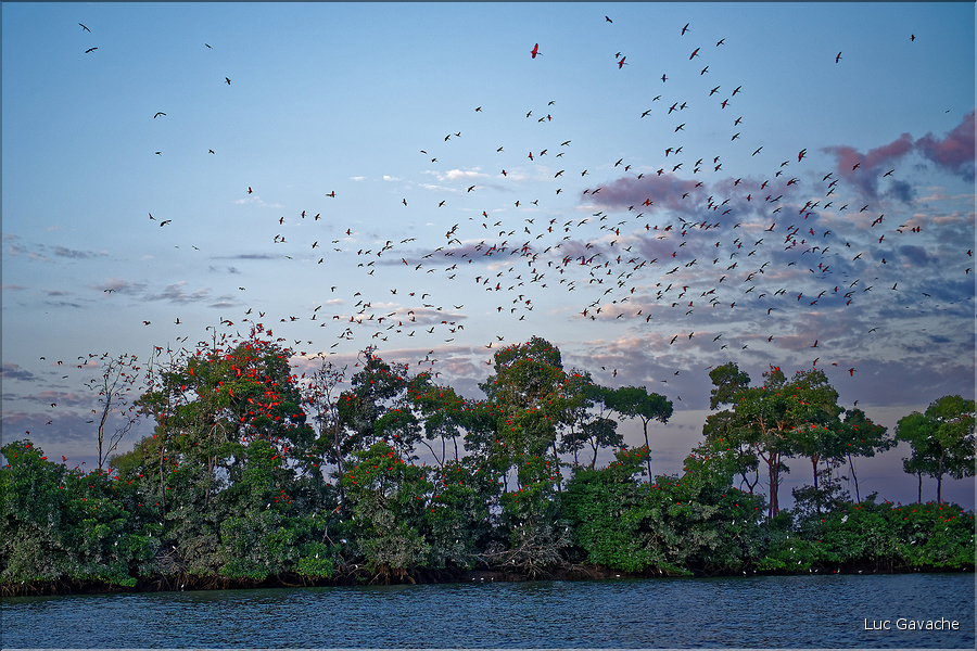 Le delta de Parnaiba abrite de nombreuses ibis rouges qui se regroupent par centaines sur une petite île à la tombé de la nuit. (45)
