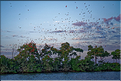 Le delta de Parnaiba abrite de nombreuses ibis rouges qui se regroupent par centaines sur une petite île à la tombé de la nuit. (45)