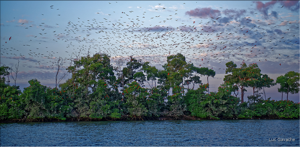 Le delta de Parnaiba abrite de nombreuses ibis rouges qui se regroupent par centaines sur une petite île à la tombé de la nuit. (46)