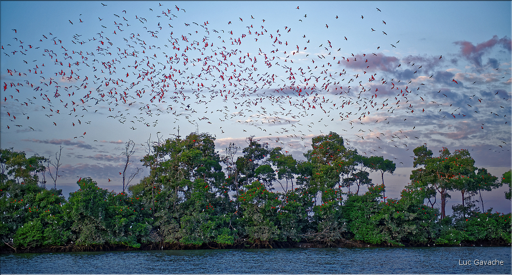 Le delta de Parnaiba abrite de nombreuses ibis rouges qui se regroupent par centaines sur une petite île à la tombé de la nuit. (47)