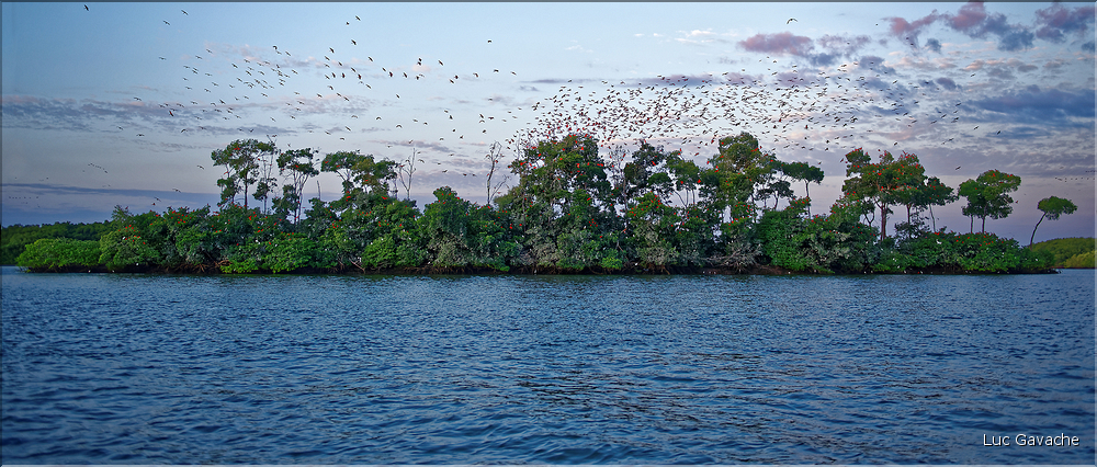 Le delta de Parnaiba abrite de nombreuses ibis rouges qui se regroupent par centaines sur une petite île à la tombé de la nuit. (49)