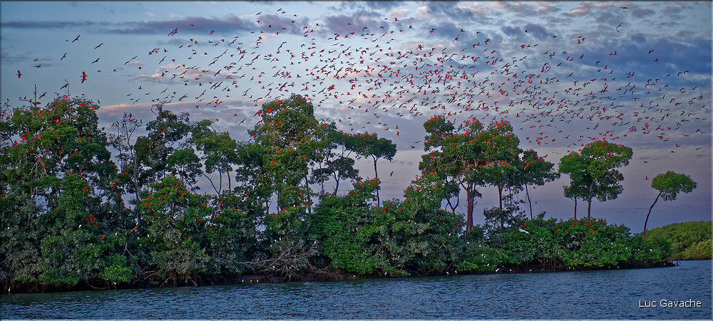 Le delta de Parnaiba abrite de nombreuses ibis rouges qui se regroupent par centaines sur une petite île à la tombé de la nuit. (50)