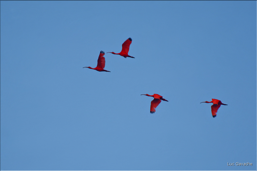 Le delta de Parnaiba abrite de nombreuses ibis rouges qui se regroupent par centaines sur une petite île à la tombé de la nuit. (51)