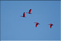 Le delta de Parnaiba abrite de nombreuses ibis rouges qui se regroupent par centaines sur une petite île à la tombé de la nuit. (51)