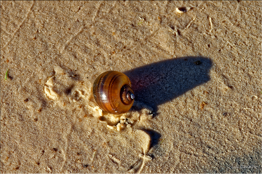 Les Lençois Maranhenses. s'étendent, dans une sucession de dunes et de petits lacs, le long du littoral sur près de 80 km. (26)