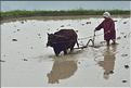 Dans les environs du village de Zhaoxing. (17)
