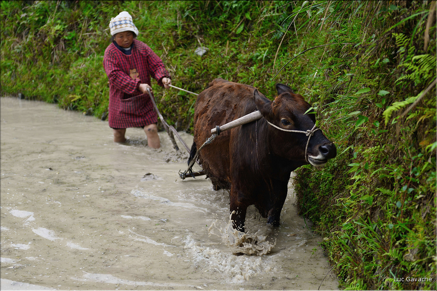 Dans les environs du village de Zhaoxing. (18)