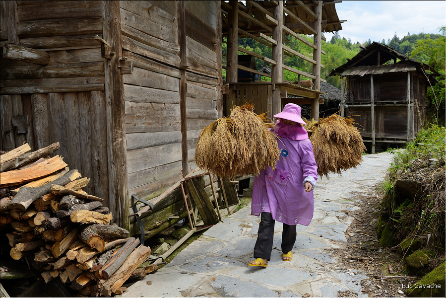 Aujourd'hui, décorticage du riz au village de Xiaohuang. (2)