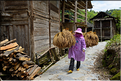 Aujourd'hui, décorticage du riz au village de Xiaohuang. (2)