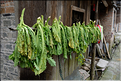 Dans les rues et ruelles du village Dong de Xiaohuang. (58)
