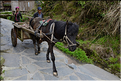 Personnes revenant ou se rendant dans les jardins du village de Xiaohuang. (8)