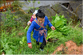 Personnes revenant ou se rendant dans les jardins du village de Xiaohuang. (13)