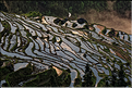 Les rizières en terrasses de Jiabang près du village de Jiache. (14)