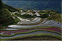 Les rizières en terrasses de Jiabang près du village de Jiache. (35)