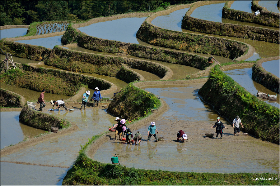 Le travail dans les rizières de Jiabang près du village de Jiache. (2)