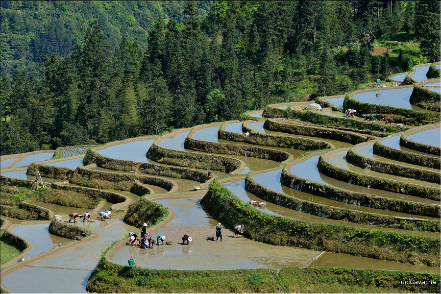 Le travail dans les rizières de Jiabang près du village de Jiache. (3)