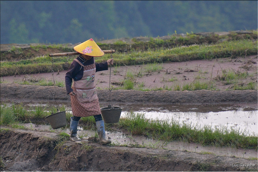 Le travail dans les rizières de Jiabang près du village de Jiache. (4)