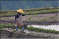 Le travail dans les rizières de Jiabang près du village de Jiache. (4)