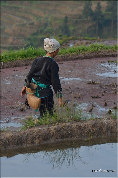 Le travail dans les rizières de Jiabang près du village de Jiache. (6)