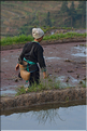 Le travail dans les rizières de Jiabang près du village de Jiache. (6)
