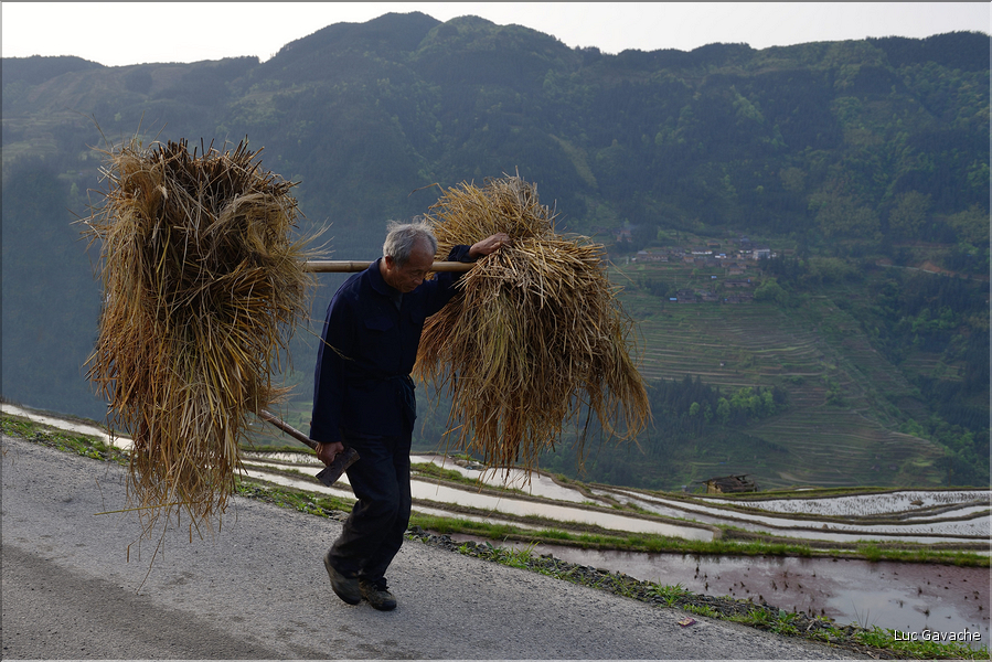 Le travail dans les rizières de Jiabang près du village de Jiache. (7)