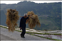 Le travail dans les rizières de Jiabang près du village de Jiache. (7)
