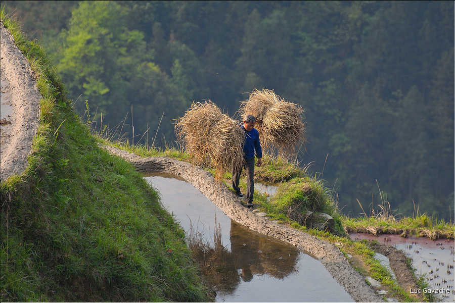 Le travail dans les rizières de Jiabang près du village de Jiache. (8)