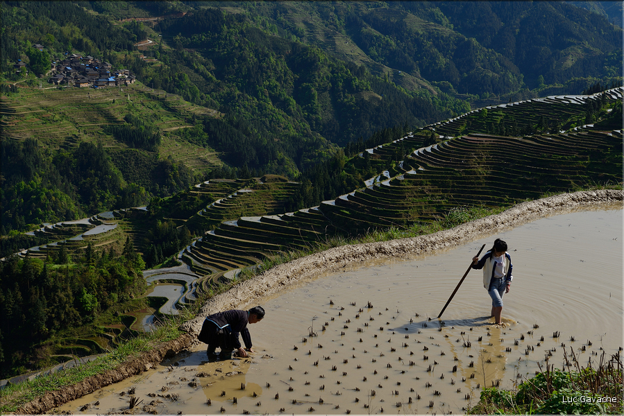 Le travail dans les rizières de Jiabang près du village de Jiache. (9)