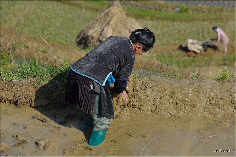 Le travail dans les rizières de Jiabang près du village de Jiache. (10)