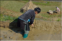Le travail dans les rizières de Jiabang près du village de Jiache. (10)