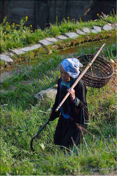 Le travail dans les rizières de Jiabang près du village de Jiache. (12)