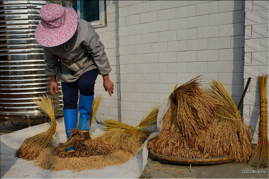 Décorticage du riz au village de Jiache. (1)