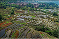La région de Yuanyang possède une des plus belles zones de rizières de Chine... (6)