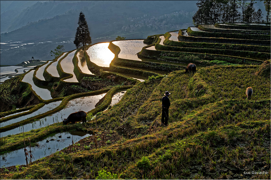 ... ici, les rizières près du village de Duoyishu. (16)
