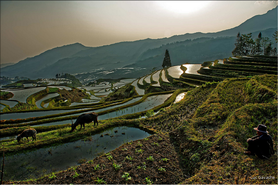 ... ici, les rizières près du village de Duoyishu. (19)