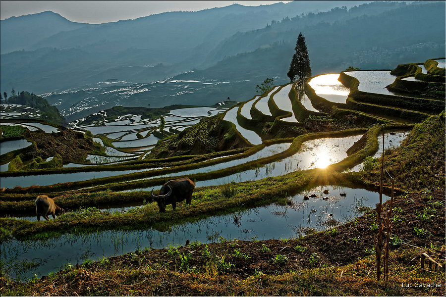 ... ici, les rizières près du village de Duoyishu. (20)