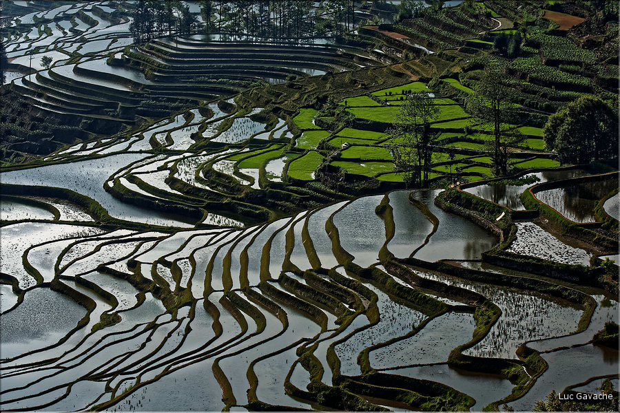 ... ici, les rizières près du village de Duoyishu. (31)