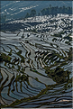 ... ici, les rizières près du village de Duoyishu. (33)