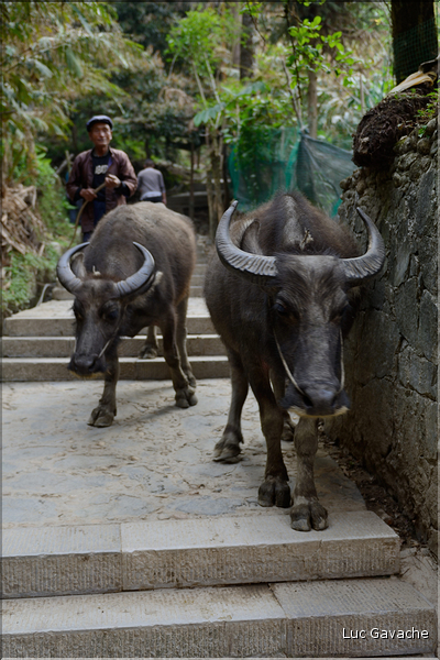 Le long des rizières entre les villages de Qingkou et de Bada. (1)