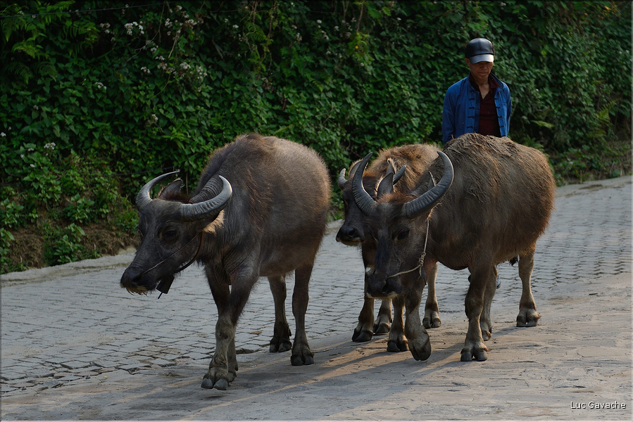 Le long des rizières entre les villages de Qingkou et de Bada. (2)