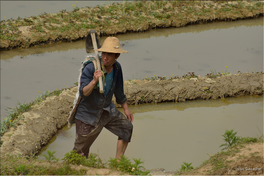 Le long des rizières entre les villages de Qingkou et de Bada. (4)