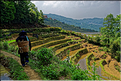 Le long des rizières entre les villages de Qingkou et de Bada. (10)