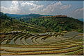 Le long des rizières entre les villages de Qingkou et de Bada. (11)