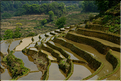 Le long des rizières entre les villages de Qingkou et de Bada. (13)