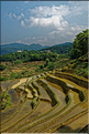 Le long des rizières entre les villages de Qingkou et de Bada. (15)