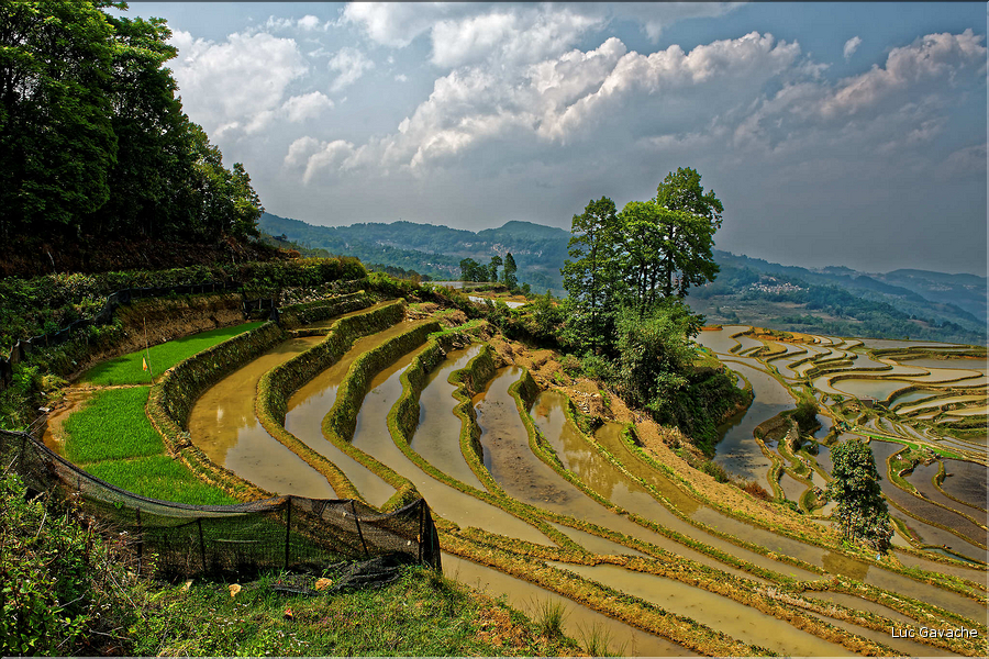Le long des rizières entre les villages de Qingkou et de Bada. (16)
