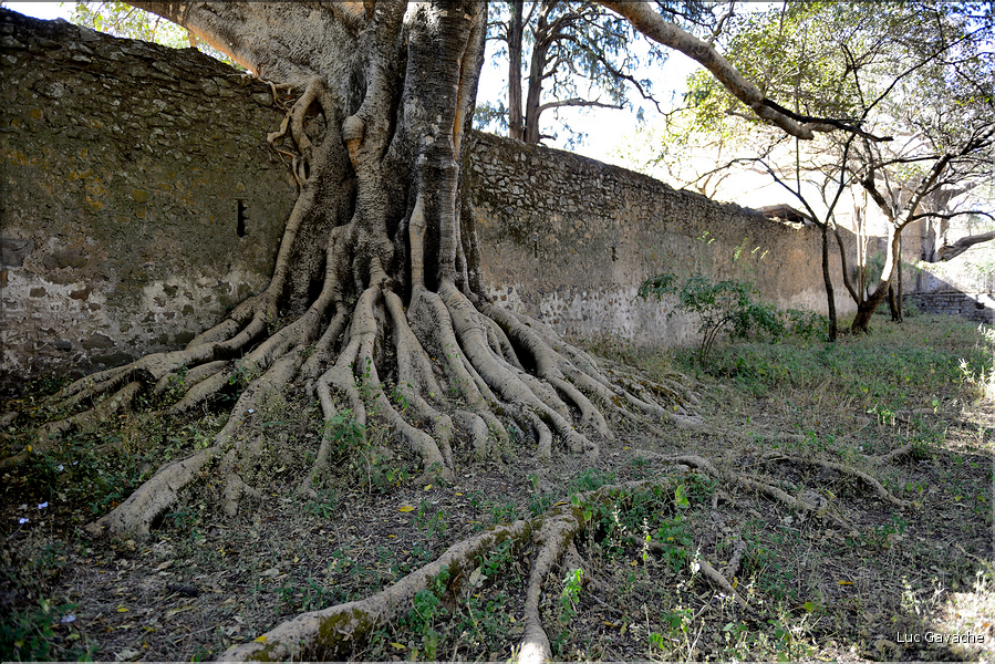 Les bains de Fasilidas datent également du XVII ème siècle. (9)
