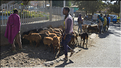 Dans les rues animées de Gondar. (5)
