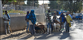 Dans les rues animées de Gondar. (6)